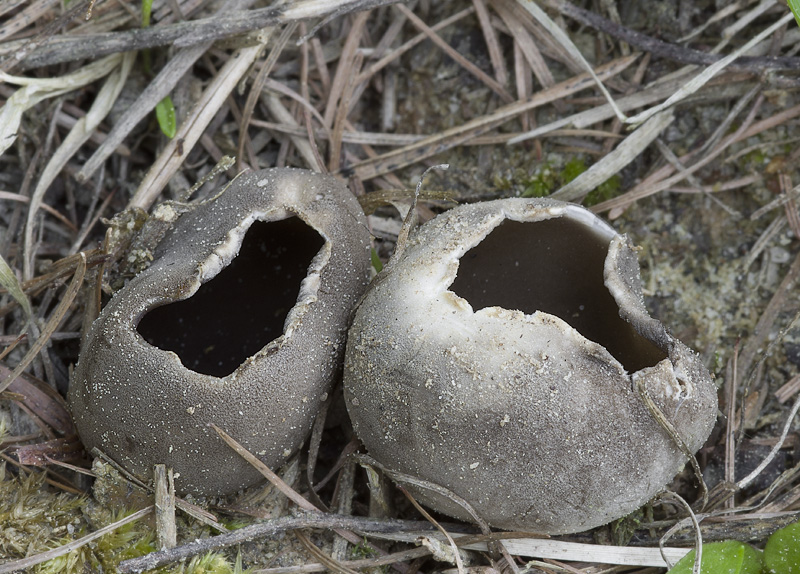 Hevella leucomelaena